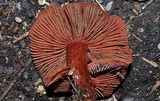 Cortinarius marylandensis image