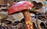 Boletus frostii image