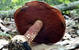 Boletus frostii image