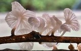 Hemimycena candida image