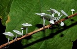 Hemimycena candida image