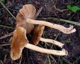 Inocybe napipes image