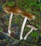 Inocybe napipes image