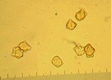 Inocybe napipes image