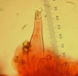 Inocybe napipes image