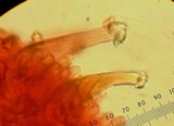Inocybe napipes image