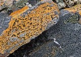Porpidia flavocoerulescens image