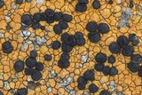 Porpidia flavocoerulescens image