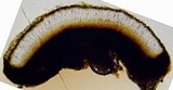 Porpidia flavocoerulescens image