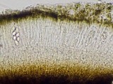 Porpidia flavocoerulescens image