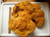 Hapalopilus croceus image