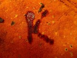 Hapalopilus croceus image
