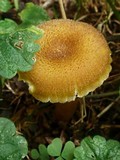 Hygrocybe caespitosa image