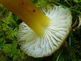 Hygrocybe caespitosa image