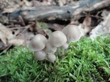 Mycena inclinata image