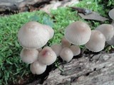 Mycena inclinata image
