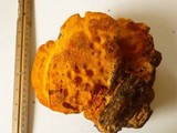 Hapalopilus croceus image
