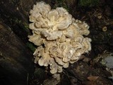 Grifola frondosa image