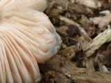 Pluteus americanus image