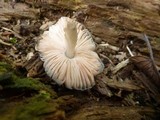 Pluteus americanus image