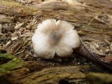 Pluteus americanus image