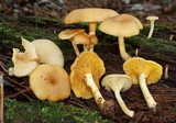 Pseudoarmillariella ectypoides image
