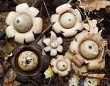 Geastrum triplex image