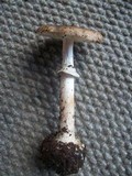 Amanita porphyria image