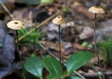 Crinipellis setipes image