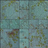 Caloplaca chalybaea image
