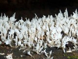 Hydnopolyporus fimbriatus image
