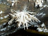 Hydnopolyporus fimbriatus image