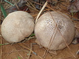 Calvatia cyathiformis image