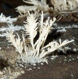 Hydnopolyporus fimbriatus image