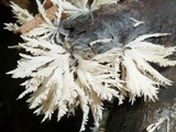 Hydnopolyporus fimbriatus image