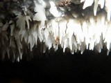 Hydnopolyporus fimbriatus image