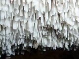 Hydnopolyporus fimbriatus image