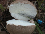 Calvatia cyathiformis image