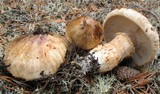 Tricholoma focale image