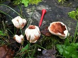 Abortiporus biennis image