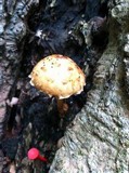Hemistropharia albocrenulata image