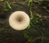Arrhenia epichysium image
