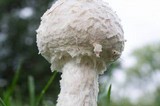 Amanita thiersii image