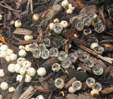Cyathus stercoreus image