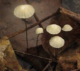 Marasmius capillaris image
