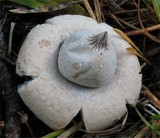 Geastrum elegans image