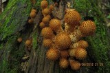 Pholiota squarrosoides image