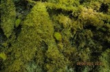 Scorias spongiosa image