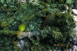 Scorias spongiosa image