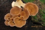 Panus neostrigosus image